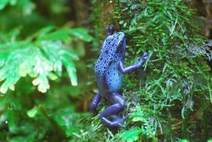 sapo dardo venenoso azul foto