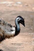grande pássaro emu com uma curva s no pescoço foto