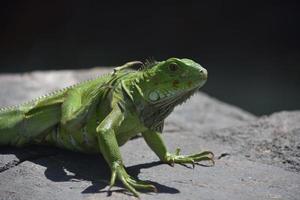 iguana verde com a perna de trás levantada e coçando foto