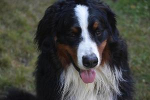 cão de montanha bernês sentado foto