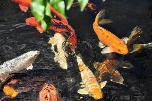 scrambling grupo de peixes koi em uma lagoa foto
