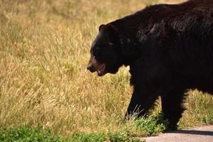 urso preto peludo andando em um prado foto
