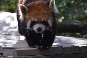 urso panda vermelho com garras longas foto