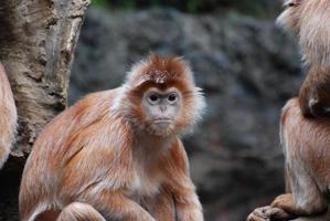 cara incrível de um latung javanês com pele laranja foto