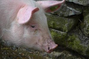 close-up olhar para o rosto de um porco rosa foto