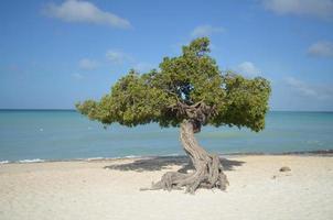 árvore divi-divi em aruba foto