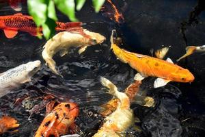 peixe koi brilhante colorido em uma lagoa foto