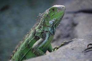 perfil fantástico de um lagarto de iguana verde foto