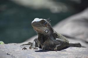 captura impressionante de um lagarto iguana em uma rocha foto