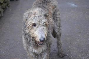 cão wolfhound irlandês com scruff foto