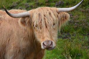 adorável gado das montanhas mastigando grama foto