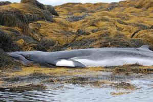 jovem baleia minke falecida foto