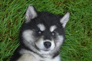 precioso rosto doce de um cão husky preto e branco foto