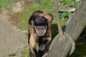 lindo macaco-prego tufado mãe e filho foto