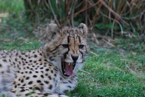 uma chita com dentes afiados tomando sol foto