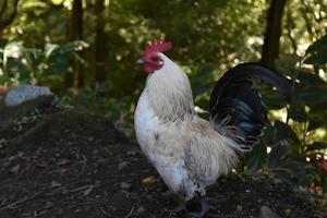 galinha caipira branca com penas pretas da cauda foto