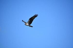 águia-pescadora incrível voando em um céu azul foto