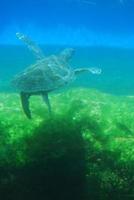 tartaruga marinha nadando no oceano foto