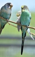 casal de periquitos comuns pastel em um galho foto