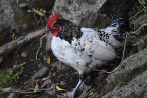 impressionante frango preto e branco com uma crista vermelha foto