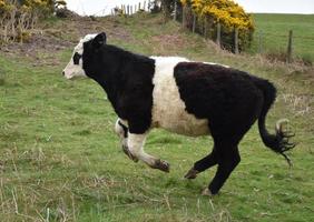 correndo e pulando bezerro galloway com cinto em uma fazenda foto