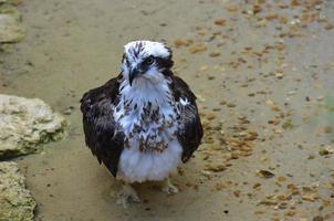 falcão do mar em pé em águas rasas foto