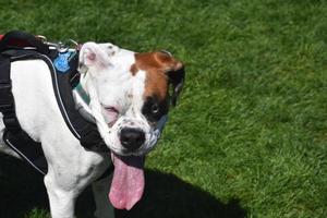 lindo cão boxer branco com uma grande língua rosa foto