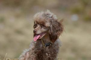 língua rosa saindo em um poodle toy foto