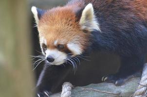 urso-gato vermelho descendo um tronco foto