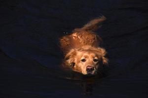 cão retriever de pedágio doce pato nadando em uma lagoa foto