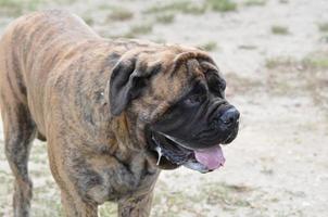 cachorro bullmastiff babando foto