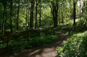 bela trilha sinuosa pela floresta na inglaterra foto