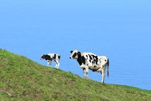 vaca e bezerro recém-nascido em uma encosta foto