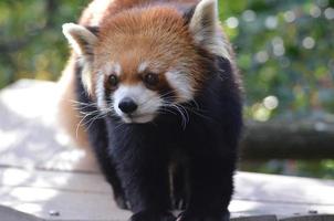 rosto curioso de um urso panda vermelho foto