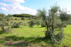 olival na zona rural da Toscana foto