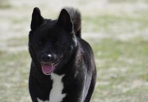 cão akita preto com um casaco grosso foto