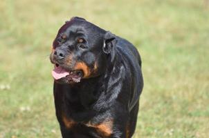 cara de um cachorro rottweiler foto