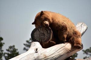 olhando para o rosto de um urso preto adormecido foto