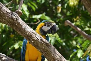 pássaro arara azul e amarelo sentado em uma árvore foto