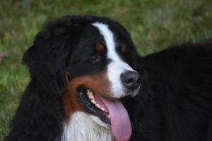 língua rosa longa pendurada para fora de um cão da montanha bernese foto