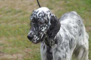 cão setter inglês de cara doce foto