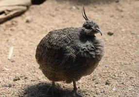 penas inchadas em um elegante pássaro tinamou com crista foto