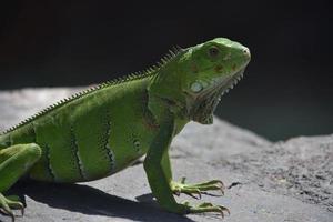 perfil lateral de uma iguana verde com espinhos foto