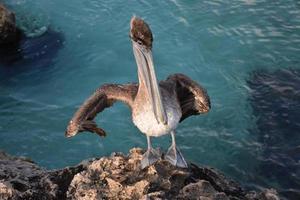 animado pelicano marrom em uma rocha cercada por água foto