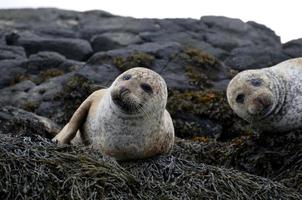 duas focas fofas descansando em algas marinhas em skye foto