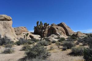 arenito arredondado e uma árvore joshua no deserto foto