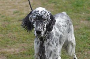 adorável cão setter inglês foto