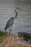 perfil incrível de uma grande garça azul em louisiana foto