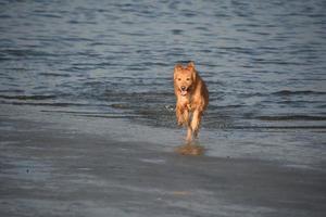 cão retriever pulando fora da água foto