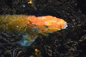 peixe koi laranja nadando com a boca aberta foto